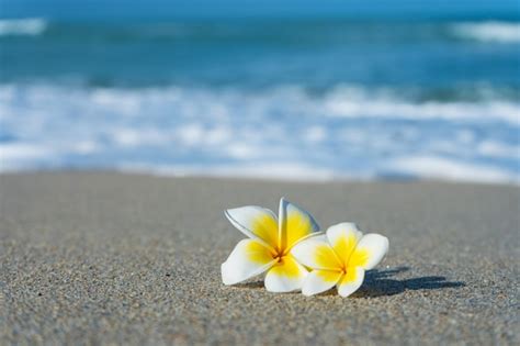 at the beach frangipani.